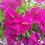 Md Abdul Momin